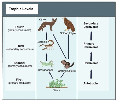 Ecology - Science Exam Review (6th Grade)