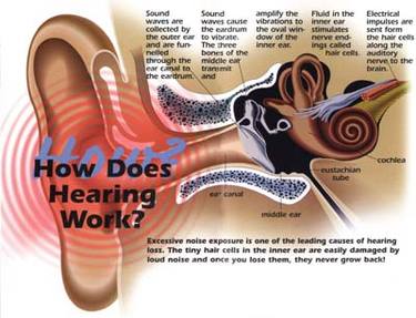 ear hearing works diagram sound whale waves sounds into work does noise human process through humans above kind travel affect